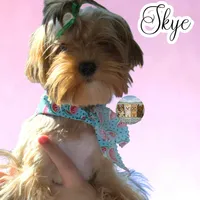 Amora Skye, a female Yorkshire Terrier for sale in East Bernstadt, KY – 4 of 10
