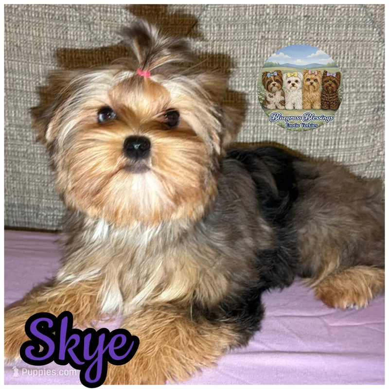Amora Skye – Yorkshire Terrier puppy for sale in London, KY