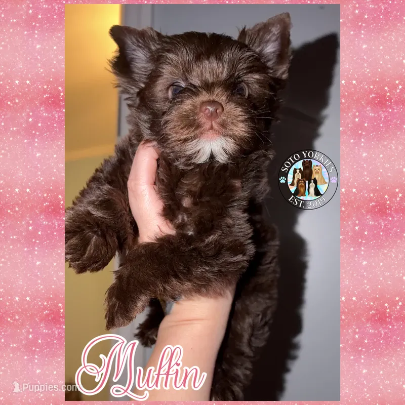 KB Chocolate 🧁 Muffin – Yorkshire Terrier puppy for sale in East Bernstadt, KY