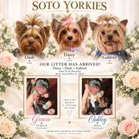 💙 OAKLEY — Male Yorkshire Terrier, a male Yorkshire Terrier for sale in East Bernstadt, KY – 4 of 7