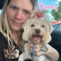 Amora Skye, a female Yorkshire Terrier for sale in London, KY – 7 of 8