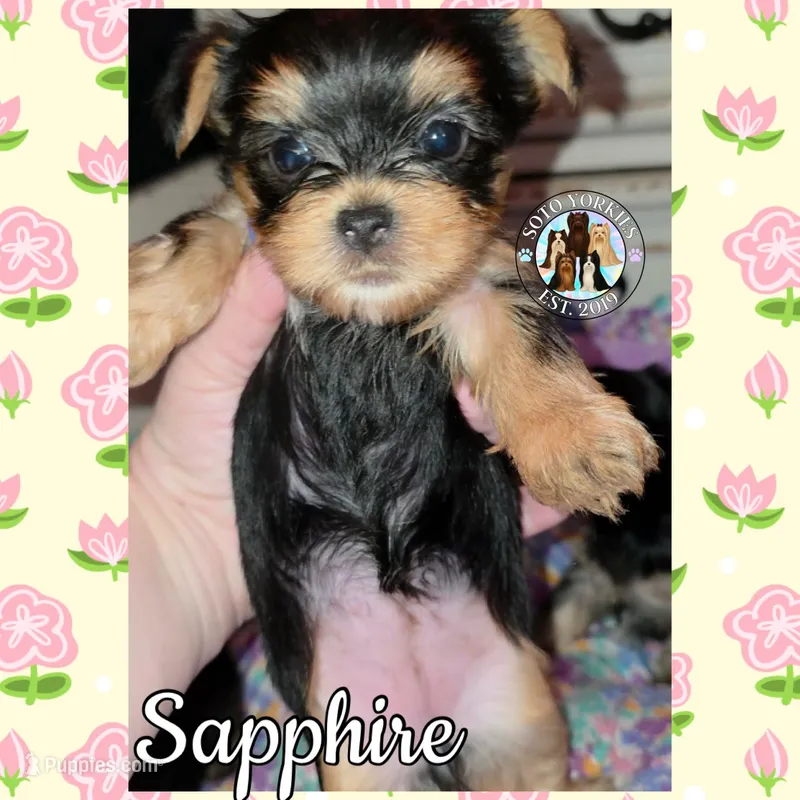 Sapphire – Yorkshire Terrier puppy for sale in London, KY