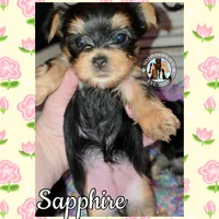 Sapphire, a female Yorkshire Terrier for sale in London, KY – Photo 1 of 8
