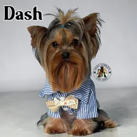 Sapphire, a female Yorkshire Terrier for sale in London, KY – Photo 6 of 6