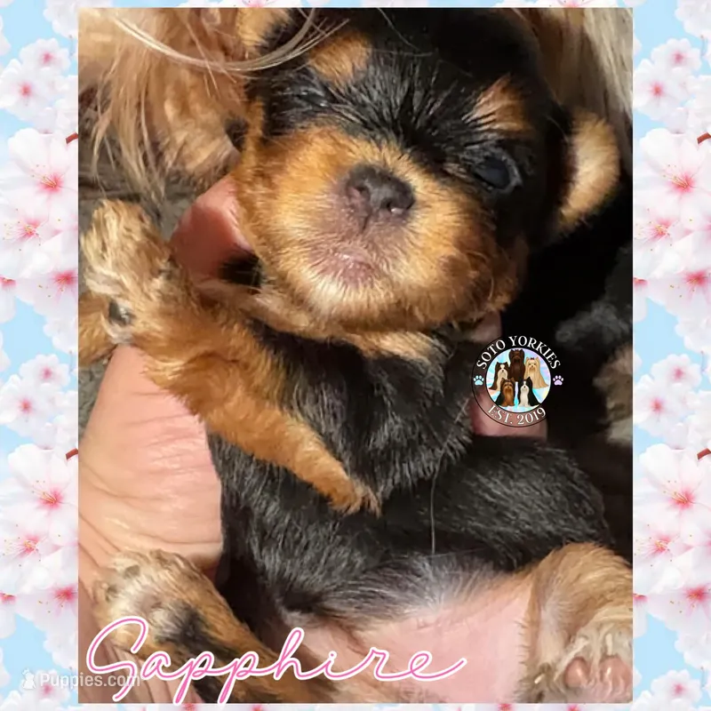 Sapphire – Yorkshire Terrier puppy for sale in London, KY