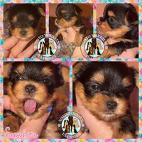 Sapphire, a female Yorkshire Terrier for sale in London, KY – Photo 4 of 8