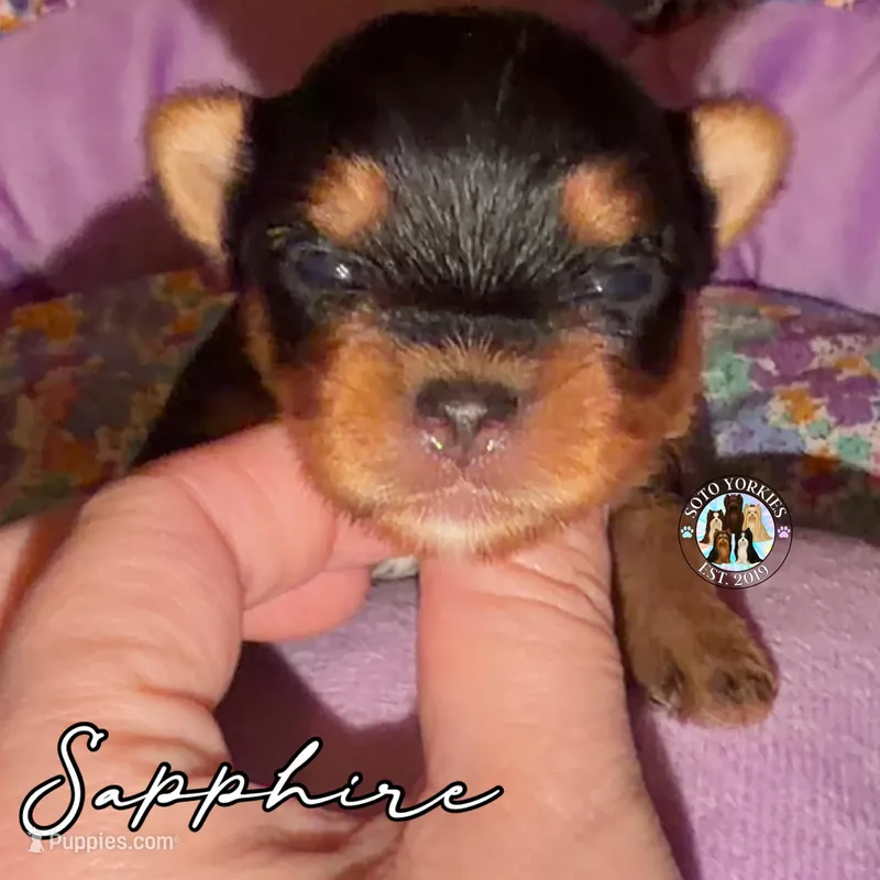 Sapphire, a female Yorkshire Terrier for sale in London, KY – Photo 1 of 6