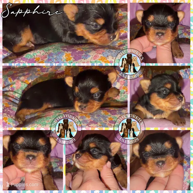 Sapphire – Yorkshire Terrier puppy for sale in London, KY