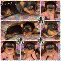 Sapphire, a female Yorkshire Terrier for sale in London, KY – Photo 2 of 6