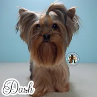 Sapphire, a female Yorkshire Terrier for sale in London, KY – Photo 5 of 6