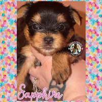 Sapphire, a female Yorkshire Terrier for sale in London, KY – Photo 3 of 8