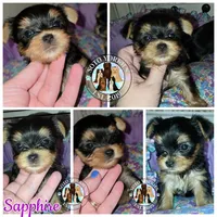 Sapphire, a female Yorkshire Terrier for sale in London, KY – Photo 2 of 8
