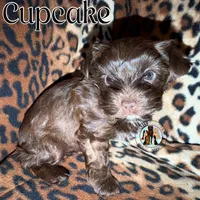 KB Chocolate 🧁 Cupcake, a female Yorkshire Terrier for sale in East Bernstadt, KY – 2 of 9