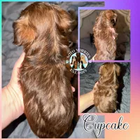 KB Chocolate 🧁 Cupcake, a female Yorkshire Terrier for sale in East Bernstadt, KY – 5 of 9