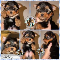 💙 OAKLEY — Male Yorkshire Terrier, a male Yorkshire Terrier for sale in East Bernstadt, KY – 5 of 10