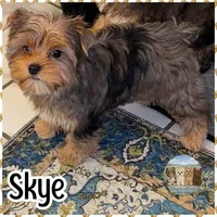 Amora Skye, a female Yorkshire Terrier for sale in London, KY – 3 of 8