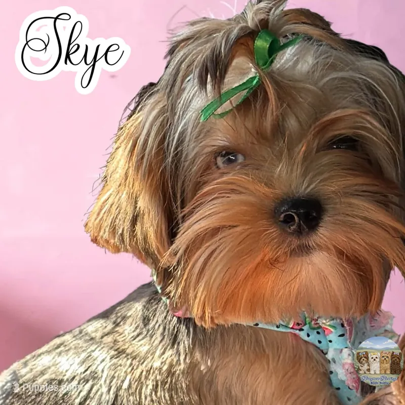 Amora Skye – Yorkshire Terrier puppy for sale in London, KY