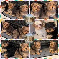 Amora Skye, a female Yorkshire Terrier for sale in London, KY – 6 of 8