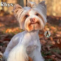 🤎 EVERLY — Chocolate Sable Female Yorkie, a female Yorkshire Terrier for sale in East Bernstadt, KY – 5 of 5