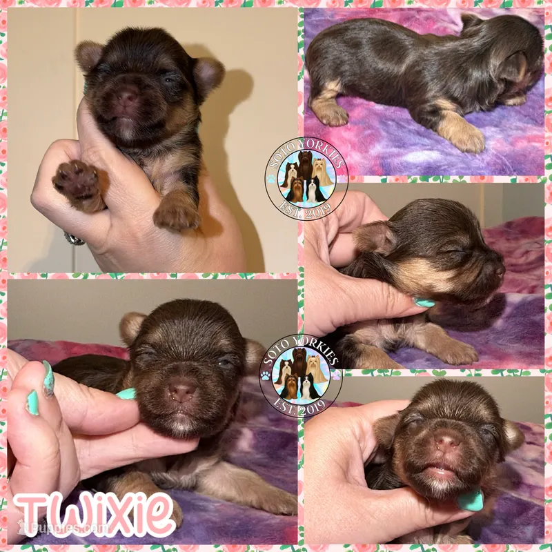 🍫 Twixie – Yorkshire Terrier puppy for sale in East Bernstadt, KY