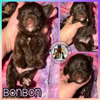 🍫 KB Chocolate Bon Bon, a female Yorkshire Terrier for sale in East Bernstadt, KY – 6 of 10