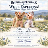 🤎✨ EMBER — Chocolate Merle — Female Yorkie, a female Yorkshire Terrier for sale in East Bernstadt, KY – 3 of 5
