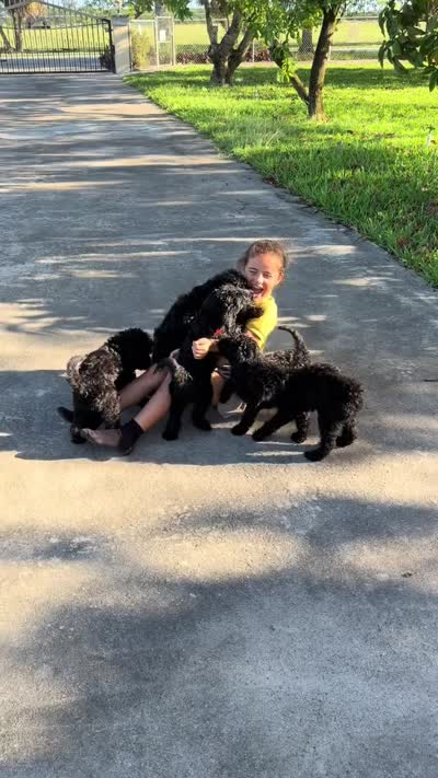 Goldendoodles , a female Goldendoodle for sale in Homestead, FL – 2 of 2
