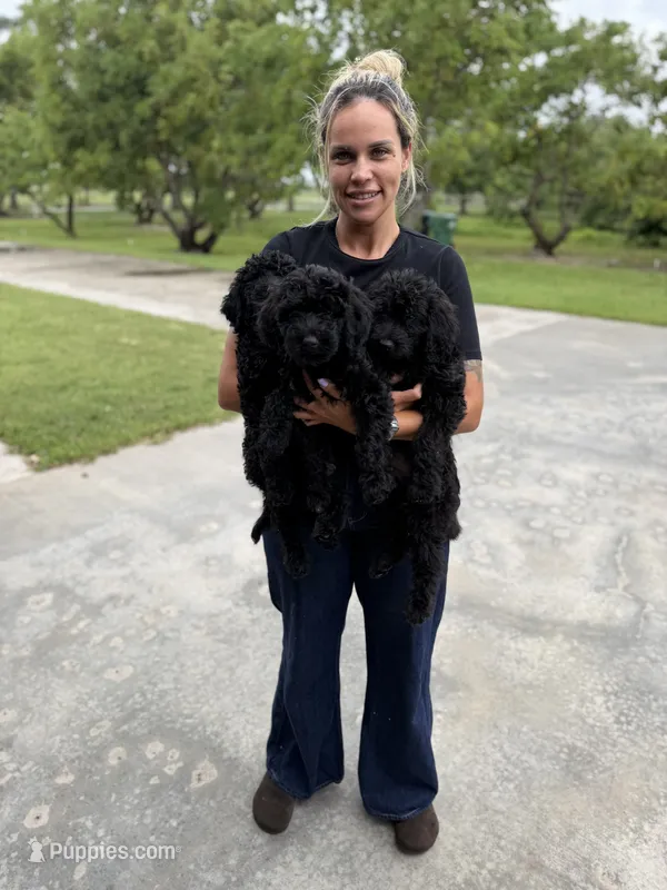 Goldendoodles  – Goldendoodle puppy for sale in Homestead, FL