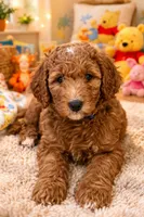 Lavo, a female Goldendoodle for sale in Katy, TX – Photo 2 of 2