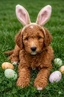 Lavo, a female Goldendoodle for sale in Katy, TX – Photo 1 of 2