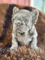 Semi, a female French Bulldog for sale in Logan, KS – 3 of 4