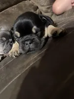 Princess, a female French Bulldog for sale in Logan, KS – Photo 3 of 3