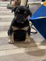 Princess, a female French Bulldog for sale in Logan, KS – Photo 2 of 3