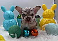 Rose, a female French Bulldog for sale in Logan, KS – Photo 3 of 5