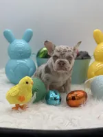 Rose, a female French Bulldog for sale in Logan, KS – Photo 2 of 5