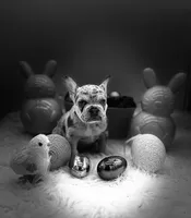 Rose, a female French Bulldog for sale in Logan, KS – Photo 1 of 5