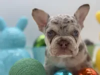 Rose, a female French Bulldog for sale in Logan, KS – Photo 4 of 5