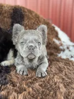 Semi, a female French Bulldog for sale in Logan, KS – 4 of 4