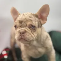 Bricks, a male French Bulldog for sale in Logan, KS – 1 of 1