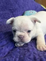 Powder, a female French Bulldog for sale in Logan, KS – 4 of 5