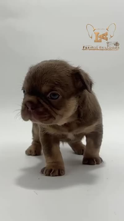 Vader , a male French Bulldog for sale in Logan, KS – 3 of 3