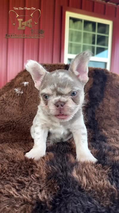 Chuck, a male French Bulldog for sale in Logan, KS – 4 of 4