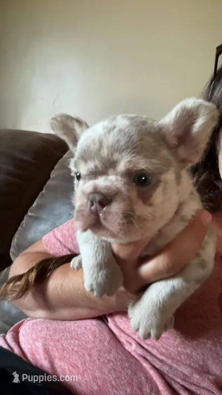 Chuck – French Bulldog puppy for sale in Logan, KS