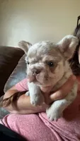 Chuck, a male French Bulldog for sale in Logan, KS – 1 of 4
