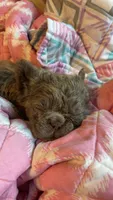 Semi, a female French Bulldog for sale in Logan, KS – 2 of 4