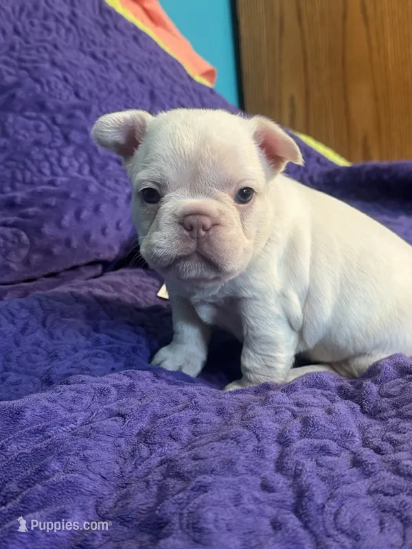 Powder – French Bulldog puppy for sale in Logan, KS