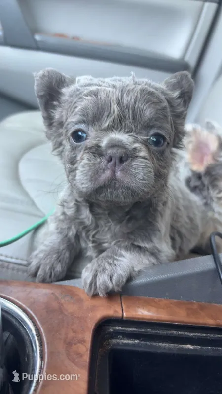 Semi – French Bulldog puppy for sale in Logan, KS