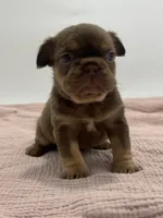 Vader , a male French Bulldog for sale in Logan, KS – 2 of 3