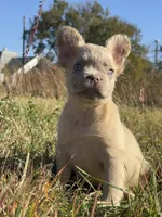 Taz, a male French Bulldog for sale in Logan, KS – Photo 1 of 2