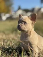 Taz, a male French Bulldog for sale in Logan, KS – Photo 2 of 2